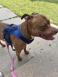 Found/Stray Male Dog last seen N 47th and Wright St, Milwaukee, WI 53210