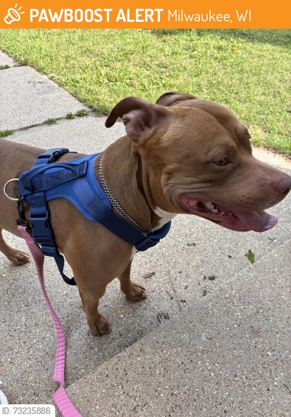 Found/Stray Male Dog last seen N 47th and Wright St, Milwaukee, WI 53210