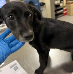 Shelter Stray Female Dog last seen SANTIAGO DR, HEMET CITY, 581 S Grand Ave, San Jacinto, CA 92582, USA