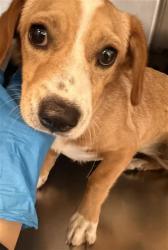 Shelter Stray Female Dog last seen SANTIAGO DR, HEMET CITY, 581 S Grand Ave, San Jacinto, CA 92582, USA