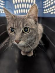 Shelter Stray Female Cat last seen Near BLOCK VAUGHN ST, AURORA CO 80011, 2080 S Quebec St, Denver, CO 80231, USA