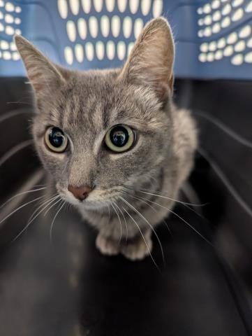 Shelter Stray Female Cat last seen Near BLOCK VAUGHN ST, AURORA CO 80011, 2080 S Quebec St, Denver, CO 80231, USA