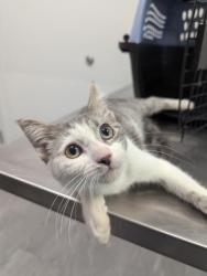 Shelter Stray Male Cat last seen Near BLOCK E ALAMEDA AVE, DENVER CO 80012, 2080 S Quebec St, Denver, CO 80231, USA