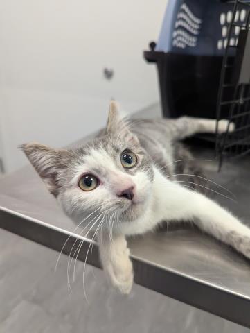 Shelter Stray Male Cat last seen Near BLOCK E ALAMEDA AVE, DENVER CO 80012, 2080 S Quebec St, Denver, CO 80231, USA