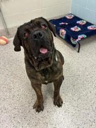 Shelter Stray Male Dog last seen 92ND & WASHINGTON, 12155 Park Blvd, Brighton, CO 80601, USA