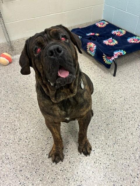 Shelter Stray Male Dog last seen 92ND & WASHINGTON, 12155 Park Blvd, Brighton, CO 80601, USA
