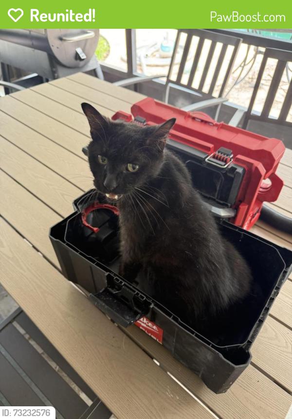 Reunited Male Cat last seen Pine & raggedy point court, Fleming Island, FL 32003
