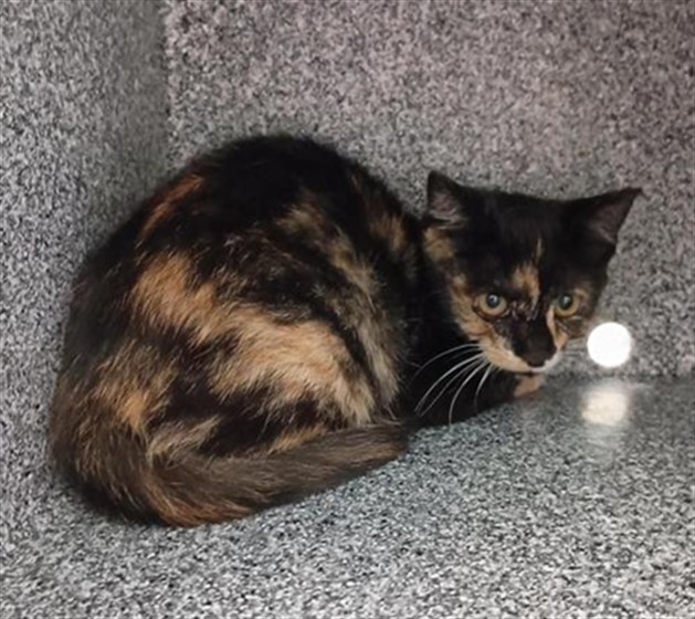 Shelter Stray Female Cat last seen KERSH CT / FOUR SEASONS DR, 9150 Union Park Way, Elk Grove, CA 95624, USA