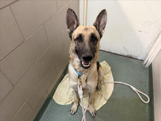 Shelter Stray Male Dog last seen Near BLOCK LAS ESTRELLAS, SANTA FE NM 87507, 100 Caja Del Rio Rd, Santa Fe, NM 87507, USA