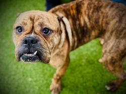 Shelter Stray Female Dog last seen , 2769 Conroy Rd, Orlando, FL 32839, USA