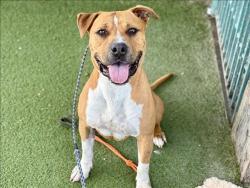 Shelter Stray Male Dog last seen , 11361 W Pico Blvd, Los Angeles, CA 90064, USA