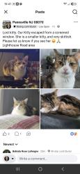 Lost Female Cat last seen Lighthouse Road, Pennsville Township, NJ 08070