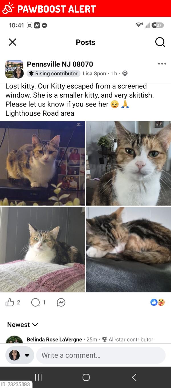 Lost Female Cat last seen Lighthouse Road, Pennsville Township, NJ 08070