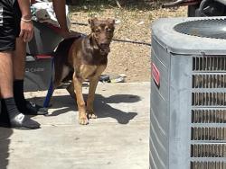 Shelter Stray Female Dog last seen Near BLOCK WESTON, PERRIS, CA, 227 N D St, Perris, CA 92570, USA