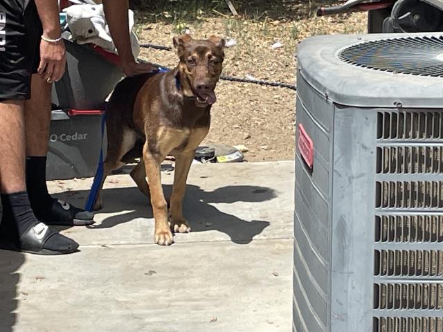 Shelter Stray Female Dog last seen Near BLOCK WESTON, PERRIS, CA, 227 N D St, Perris, CA 92570, USA