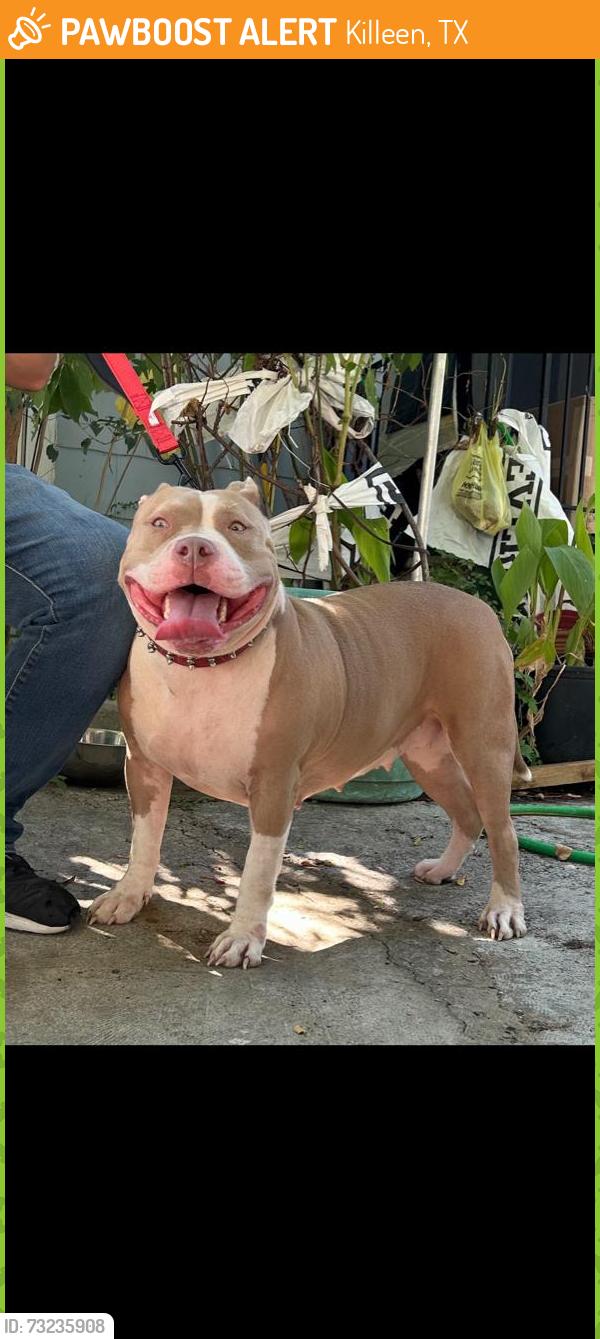 Found/Stray Female Dog last seen North gilmer,Killeen tx, Killeen, TX 76541