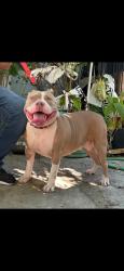 Found/Stray Female Dog last seen North gilmer,Killeen tx, Killeen, TX 76541