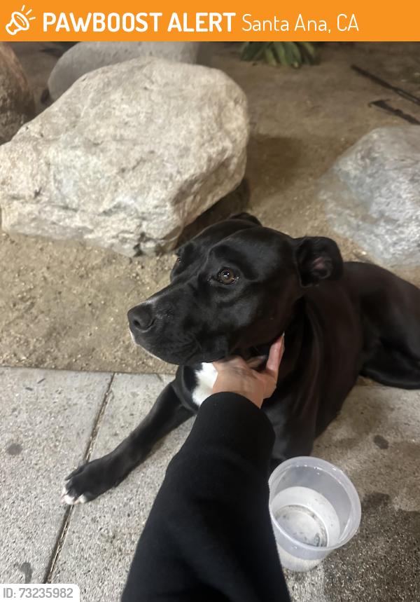 Found/Stray Female Dog last seen Third and Spurgeon, Santa Ana, CA 92701