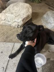 Found/Stray Female Dog last seen Third and Spurgeon, Santa Ana, CA 92701