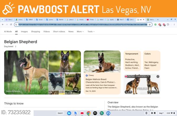 Found/Stray Unknown Dog last seen lake mead, Las Vegas, NV 89108