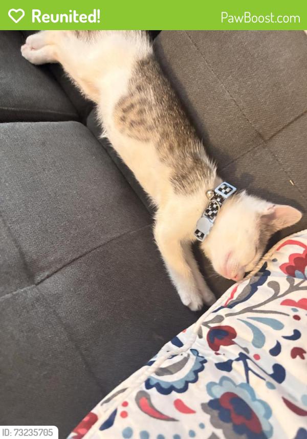 Reunited Male Cat last seen Near s 19th street, Philadelphia, PA 19146