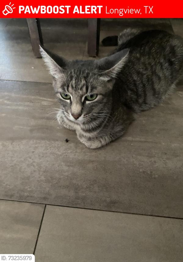 Lost Female Cat last seen Church street Longview Tx, Longview, TX 75605