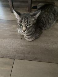 Lost Female Cat last seen Church street Longview Tx, Longview, TX 75605