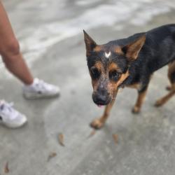Found/Stray Unknown Dog last seen In between verot school rd and gallet rd in Youngsville, Youngsville, LA 70592