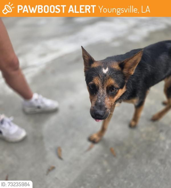Found/Stray Unknown Dog last seen In between verot school rd and gallet rd in Youngsville, Youngsville, LA 70592