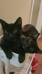 Lost Male Cat last seen Cornwell Ave & East college st, Shreveport, LA 71104