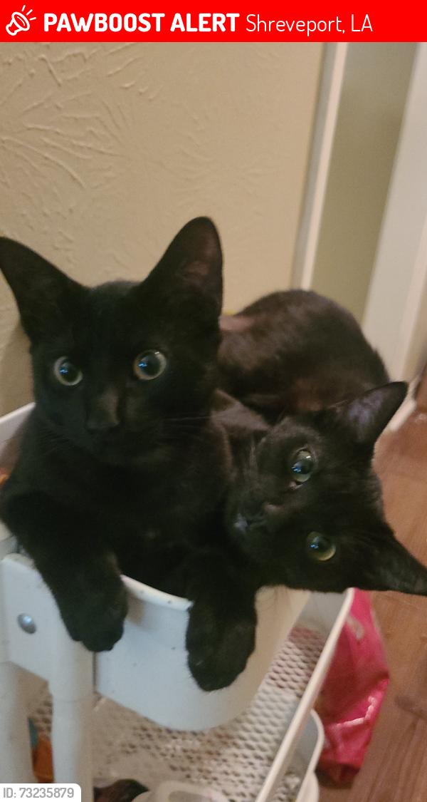Lost Male Cat last seen Cornwell Ave & East college st, Shreveport, LA 71104