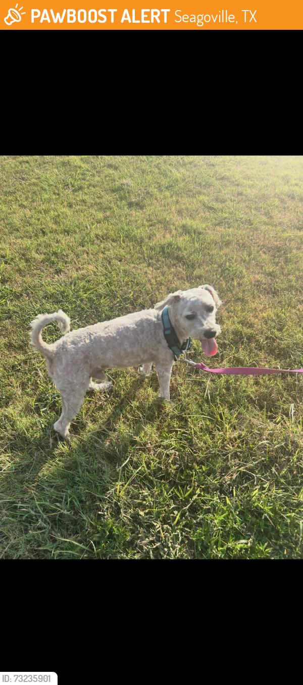 Found/Stray Male Dog last seen North Kaufman Street, Seagoville, TX 75159