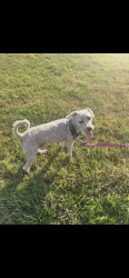 Found/Stray Male Dog last seen North Kaufman Street, Seagoville, TX 75159