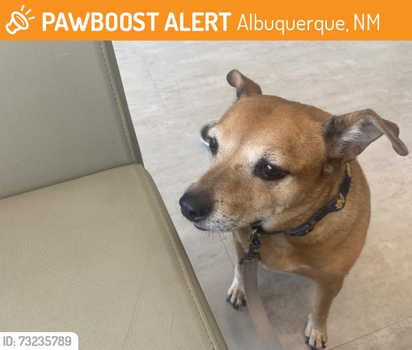 Found/Stray Male Dog last seen Palomas Ave between Ventura and Holbrook, Albuquerque, NM 87109