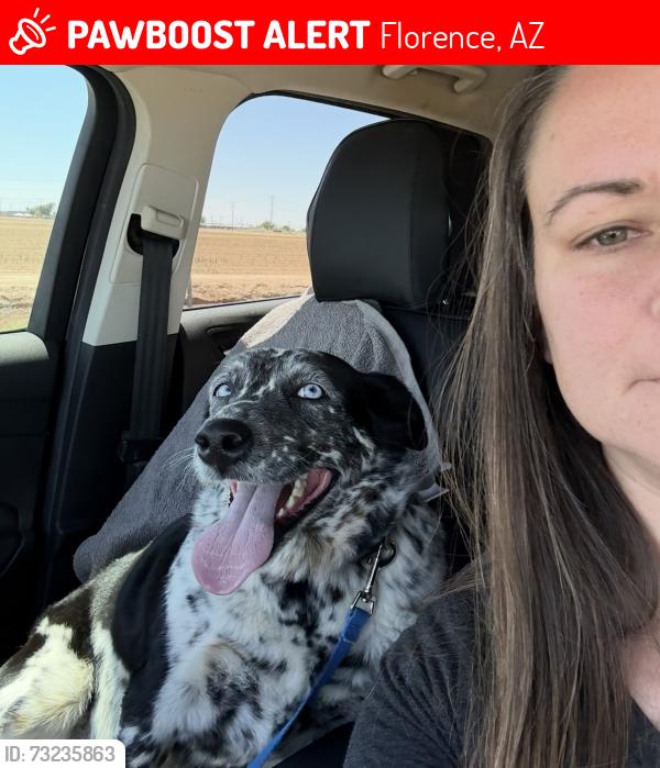 Lost Female Dog last seen Florence Kelvin hwy and mile marker 13, Florence, AZ 85132