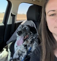 Lost Female Dog last seen Florence Kelvin hwy and mile marker 13, Florence, AZ 85132