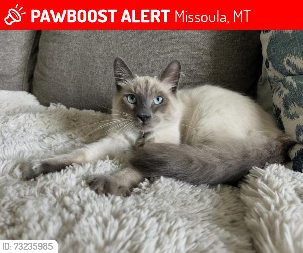 Lost Male Cat last seen Crosspoint Church, Missoula, MT 59808