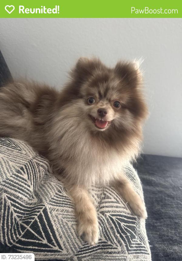 Reunited Female Dog last seen Near Place Rebecca Ln, Houston, TX 77090, USA, Houston, TX 77090