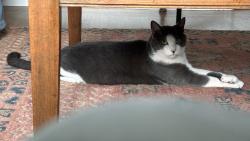 Reunited Male Cat last seen Finger Avenue /el camino, Redwood City, CA 94062