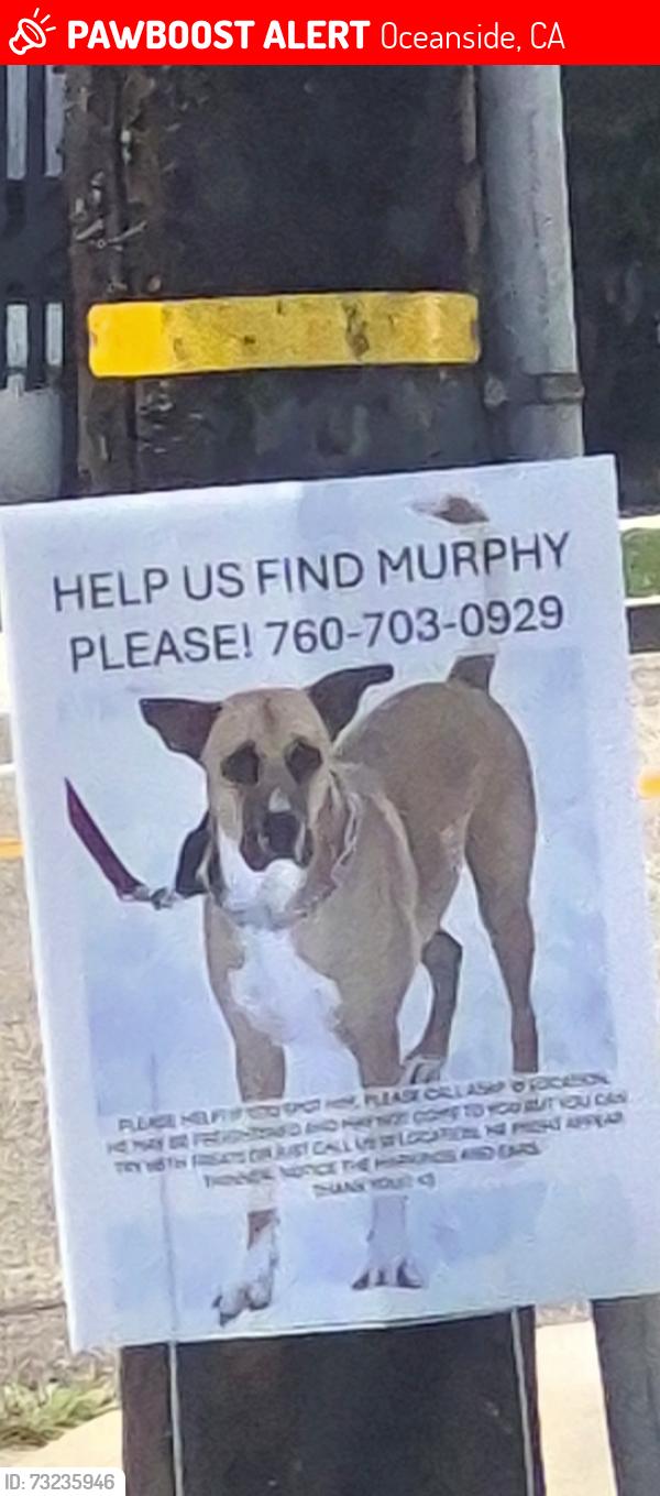 Lost Unknown Dog last seen Coast Hwy & Cassidy, Oceanside, CA 92054
