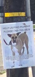 Lost Unknown Dog last seen Coast Hwy & Cassidy, Oceanside, CA 92054