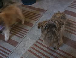 Lost Female Dog last seen Sugar pine/ponderosa/kuykendahl, Houston, TX 77090