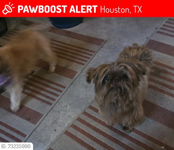 Lost Female Dog last seen Sugar pine/ponderosa/kuykendahl, Houston, TX 77090