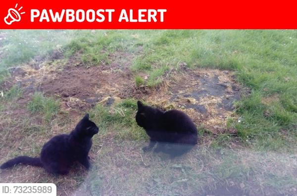 Lost Female Cat last seen Near forest close, Groby, England LE6 0BW