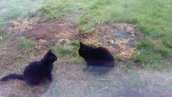 Lost Female Cat last seen Near forest close, Groby, England LE6 0BW