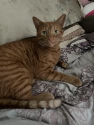 Lost Male Cat last seen Near S Bronson ave, Los Angeles, CA 90019