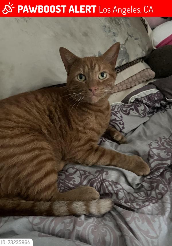 Lost Male Cat last seen Near S Bronson ave, Los Angeles, CA 90019
