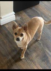 Reunited Female Dog last seen Near Mamie Ave, Lakewood, CA 90713, USA, Lakewood, CA 90713