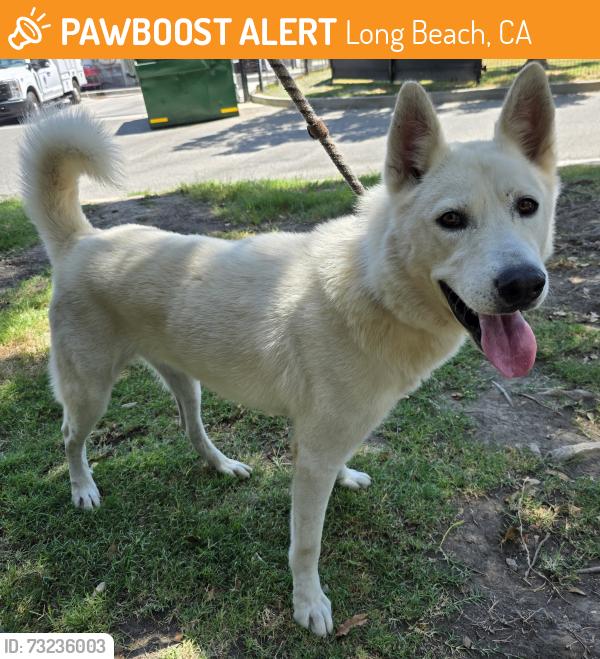 Found/Stray Male Dog last seen Near E Jackson St, Long Beach, CA 90805, Long Beach, CA 90805