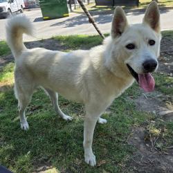 Found/Stray Male Dog last seen Near E Jackson St, Long Beach, CA 90805, Long Beach, CA 90805